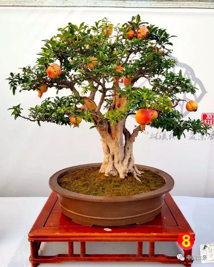 盆景植物最好养的,好养易活的盆景植物有哪些