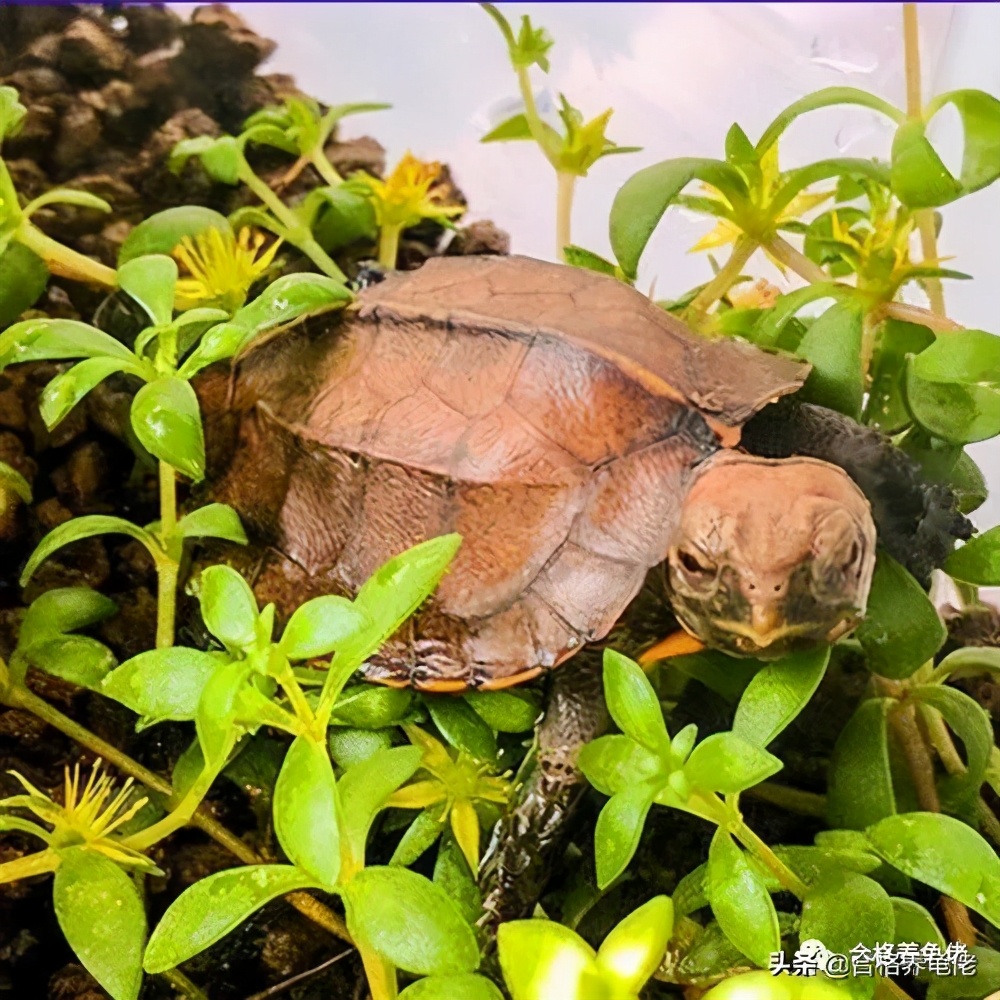 不同水龟的饲养方式究竟有何不同,斑点龟属于水龟还是半水龟