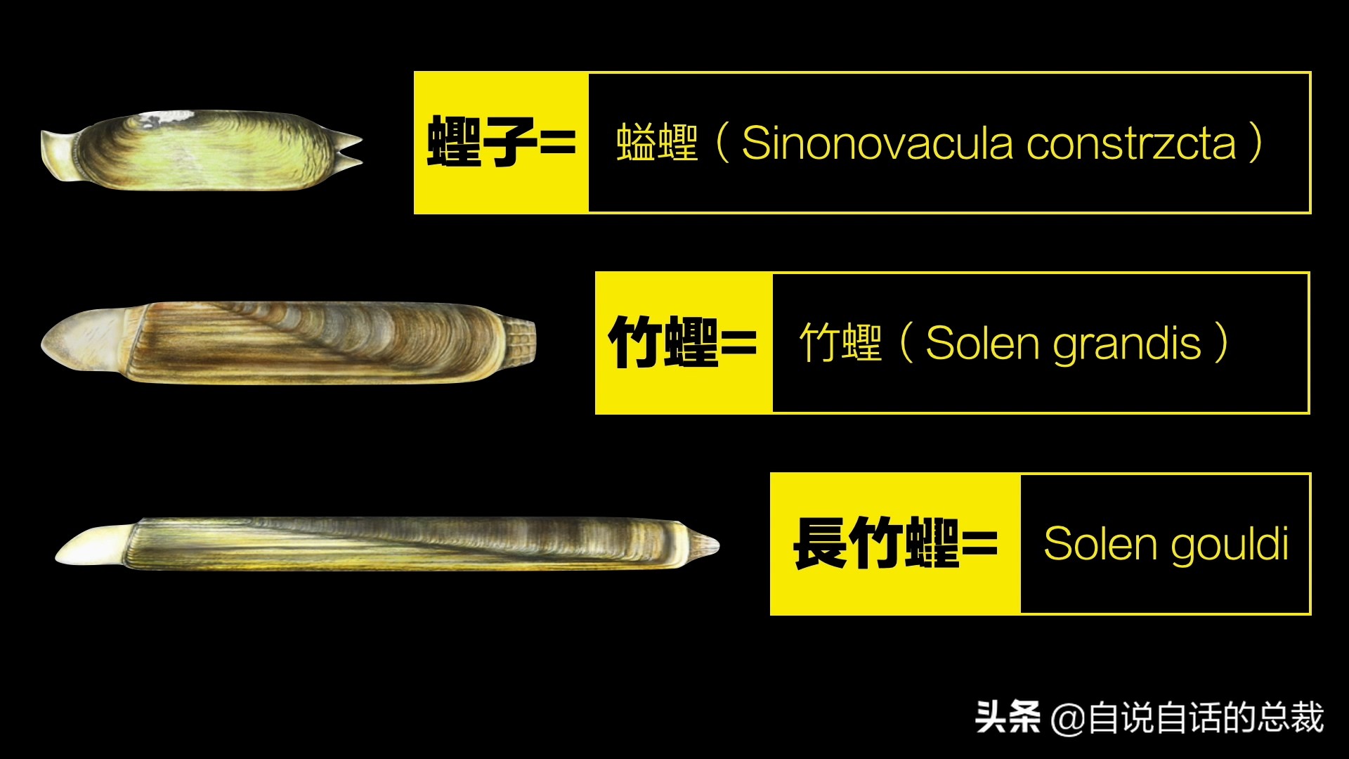 蛤、蚶、蛏、蚝、蚬有什么区别？这是一群美味海怪与人类的故事