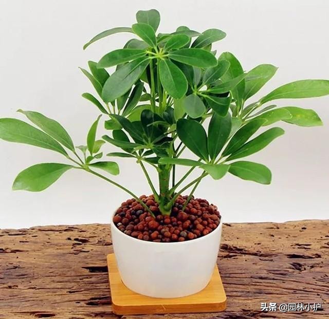 吸甲醛的绿植排名表,吸甲醛能力最强的绿植