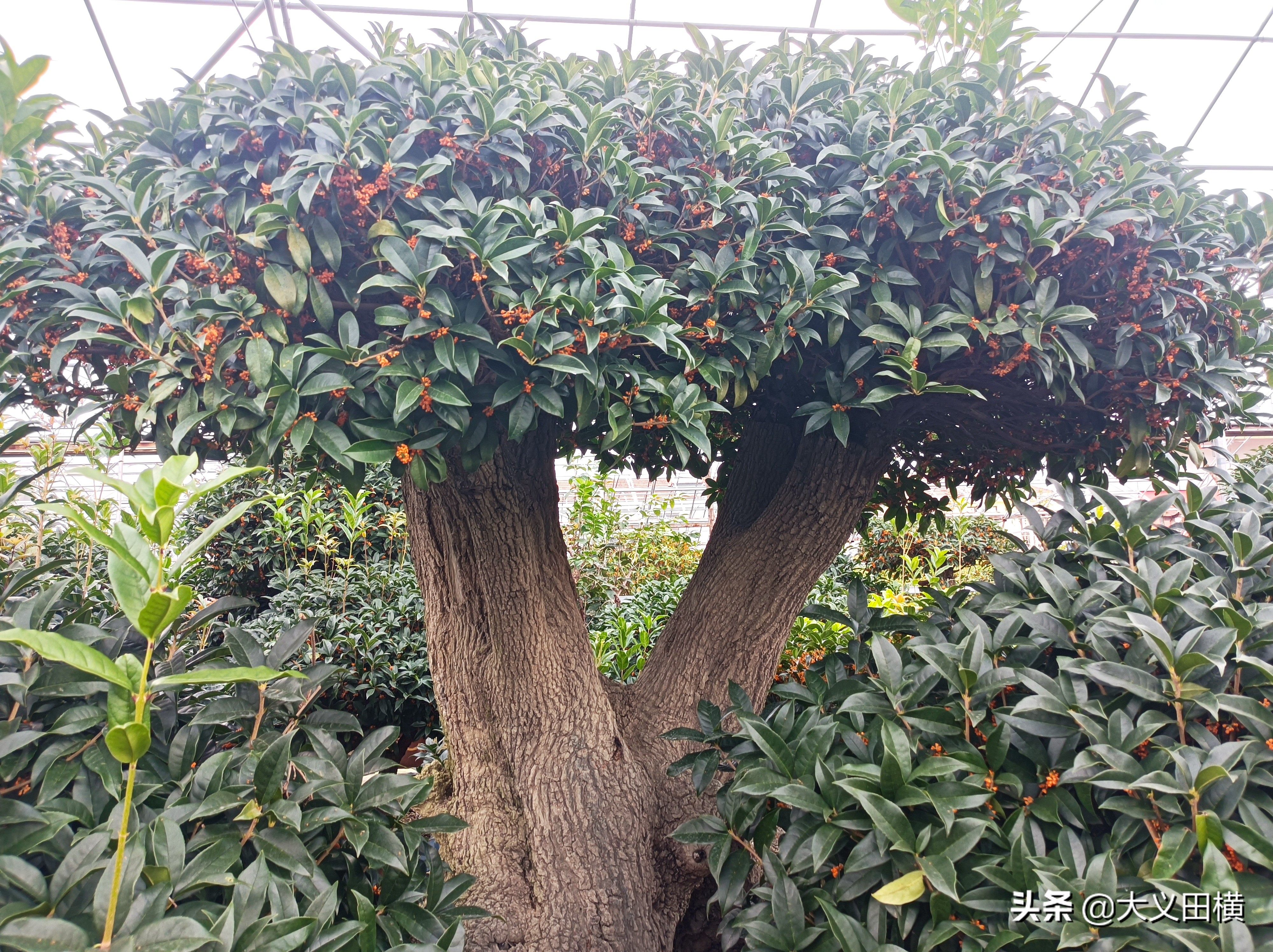 秋天到了金桂有什么变化,金桂为什么没有香味