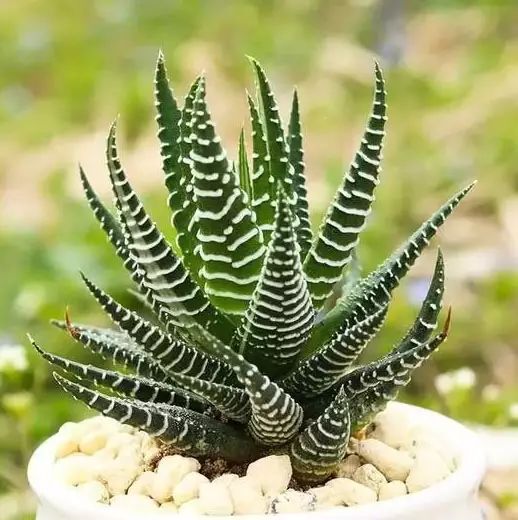 多肉早安图片大全,多肉大全100图