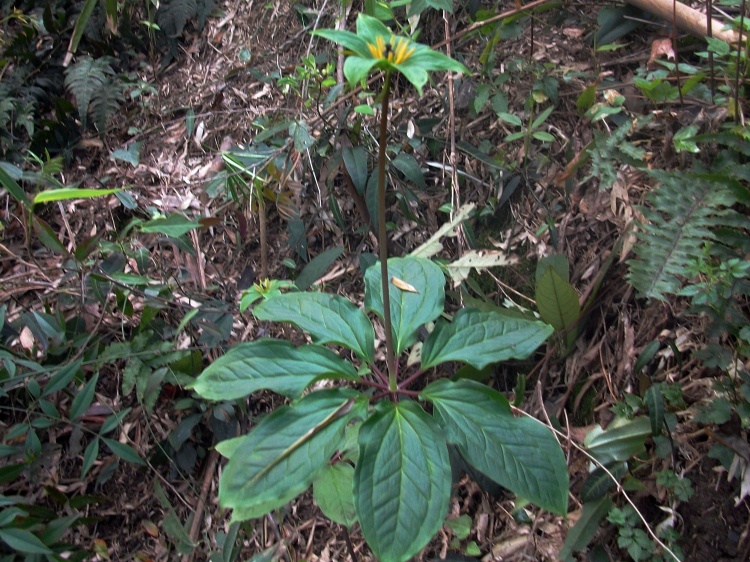 山上的野花有哪些可以盆栽,哪种野花更能作为家里的盆栽