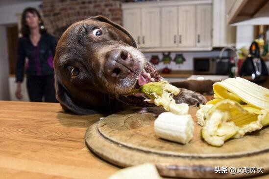 狗狗喜欢蹦起来扑人需要吃什么,狗狗喜欢把食物叼到鞋子上吃