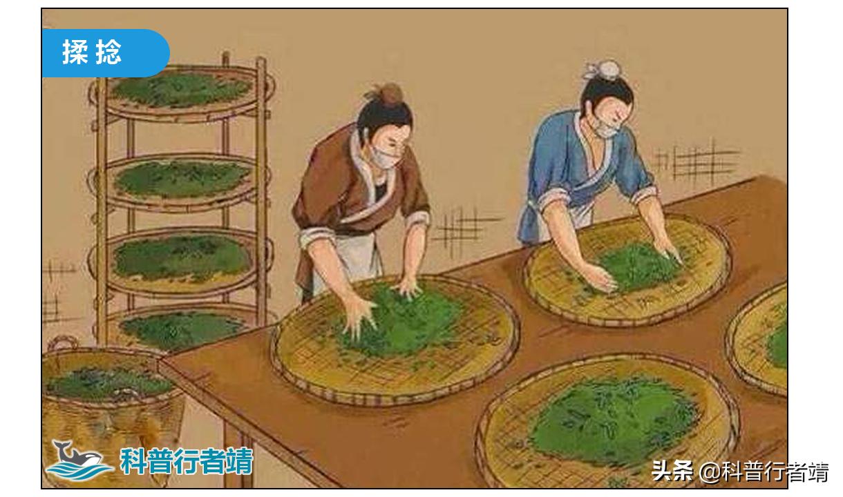 茶叶加工与讲解,茶叶的加工技巧有哪些