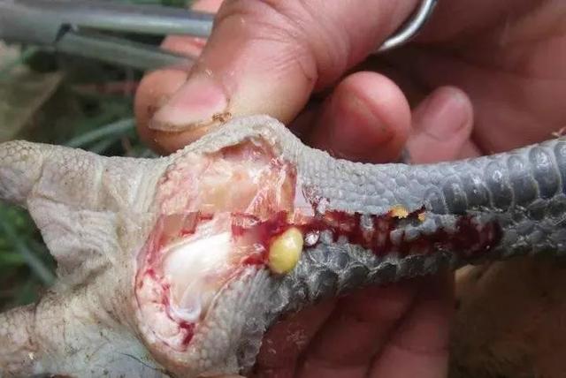 鸡支原体滑囊炎发病最根本原因,鸡得了滑液囊支原体影响长势吗