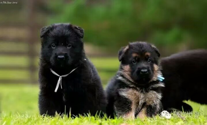 德国牧羊犬图片霸气大全集,德国牧羊犬图片精品