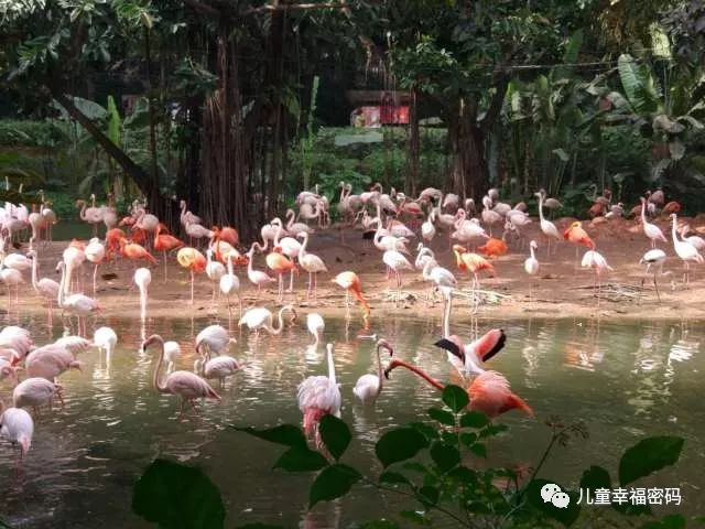 珠海长隆和广州长隆亲子游攻略,长隆野生动物园亲子游最佳攻略