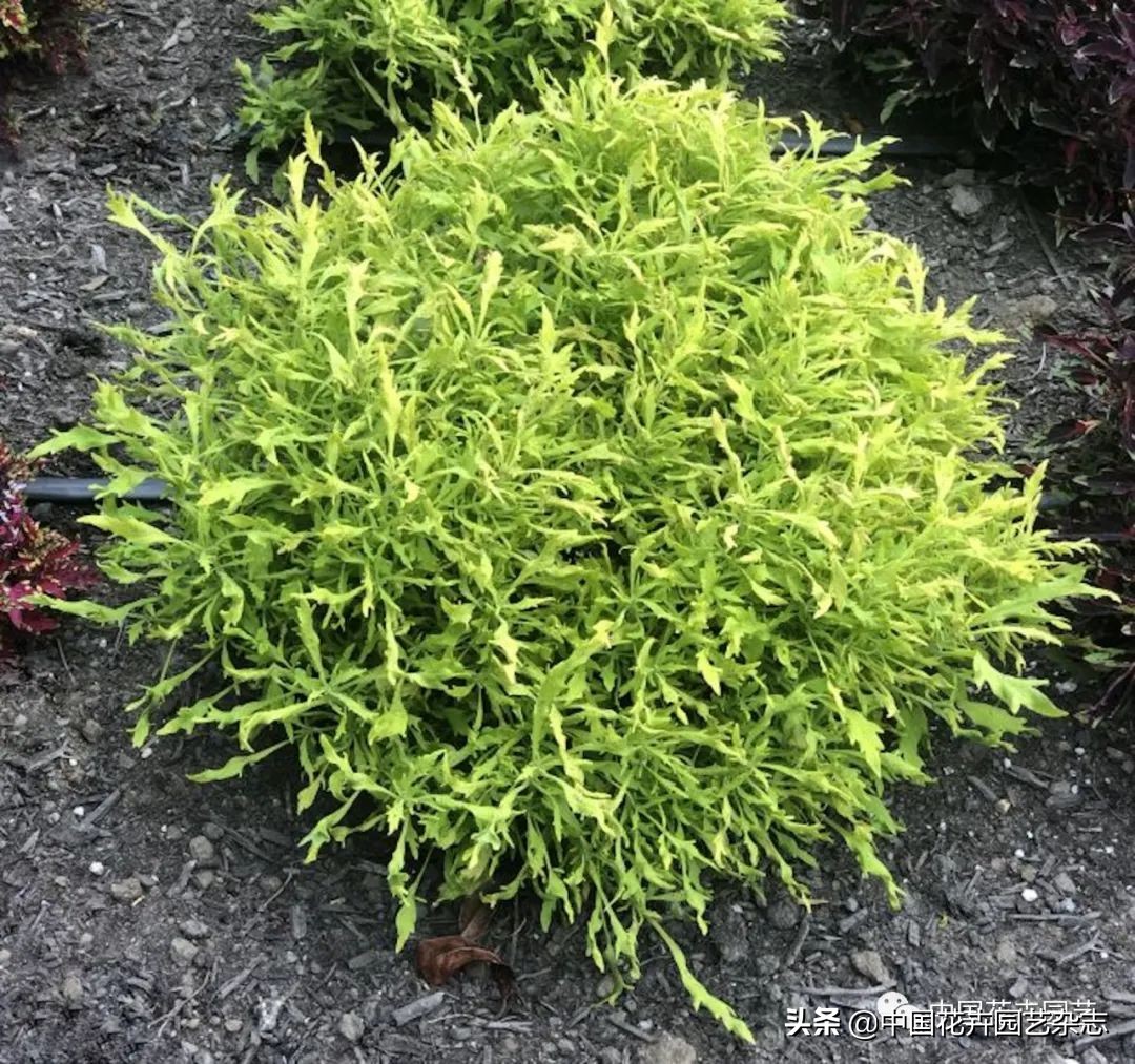 全球知名育种商网上推新品——TerraNova、ProvenWinners|环球