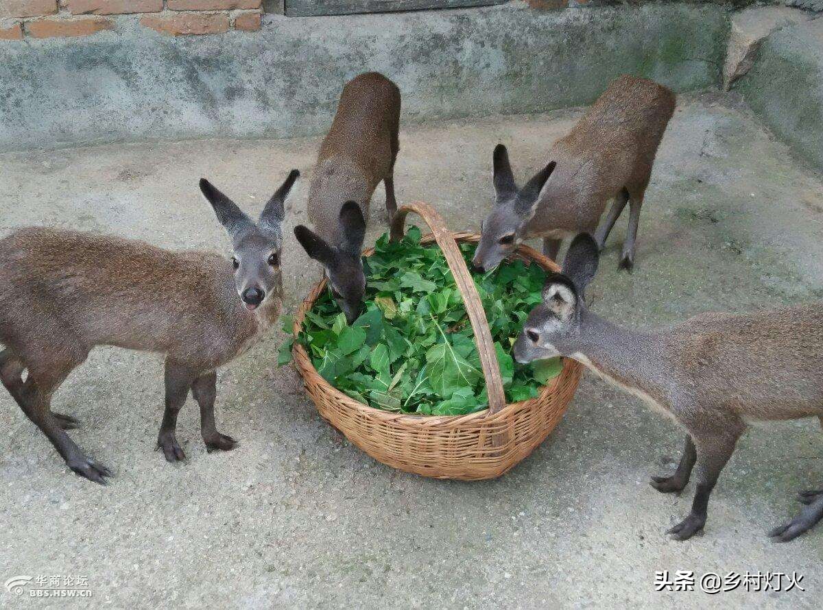 今天麝香价格,现在麝香多少一公斤