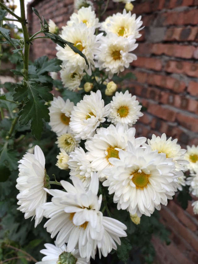 菊花怎么剪才能再次开花,菊花谢了原唱完整版