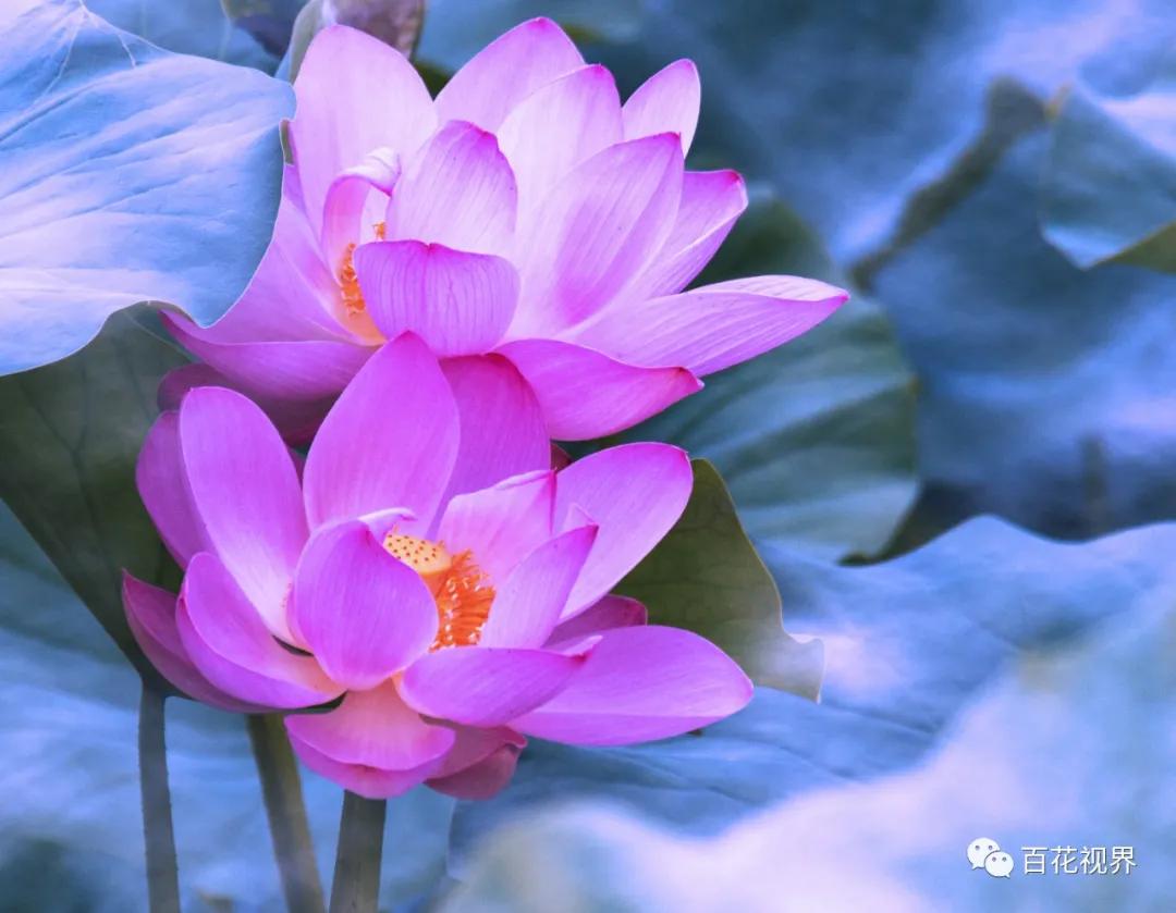 邯郸市女性摄影家,邯郸市女子摄影协会