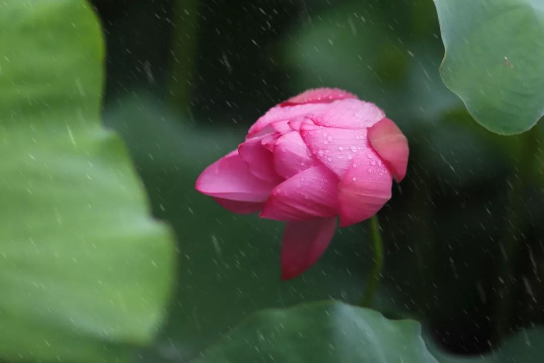 三月赏花一日游上海景点,本月上海赏花一日游最佳去处