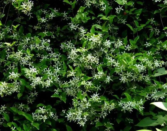 看到花的时候，不知是什么花？那就收下这份百花图谱