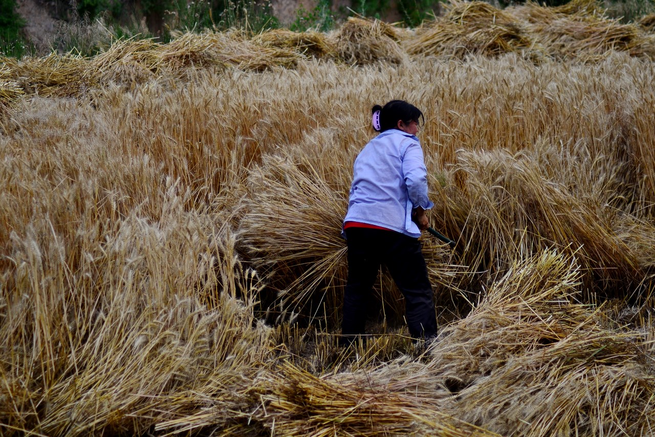 远去的布谷鸟散文,乡土散文乡魂
