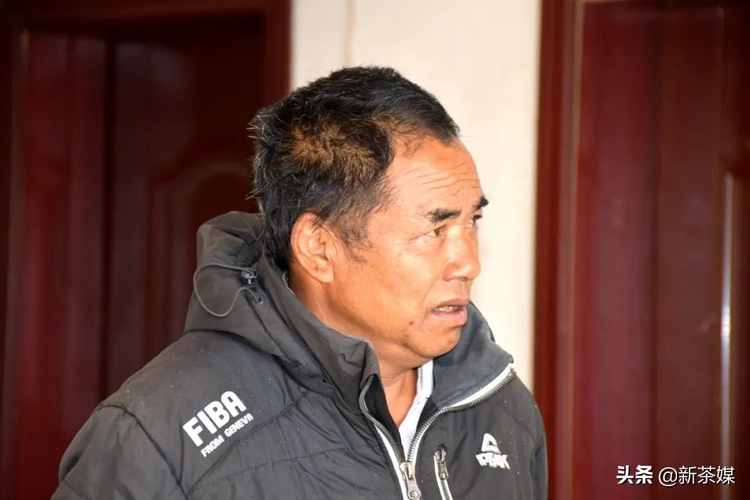 南糯山茶树王咋走,南糯山普洱茶茶树王