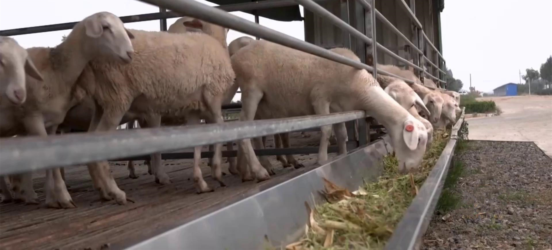 农村在家创业小型养殖可以吗,农村小投资养个10头羊能挣钱不