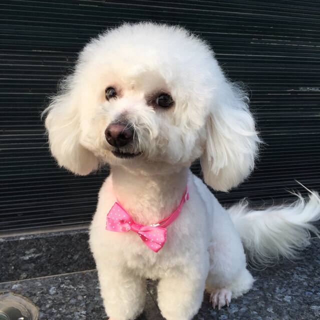 你是否也被小母狗第一次发情吓到手忙脚乱