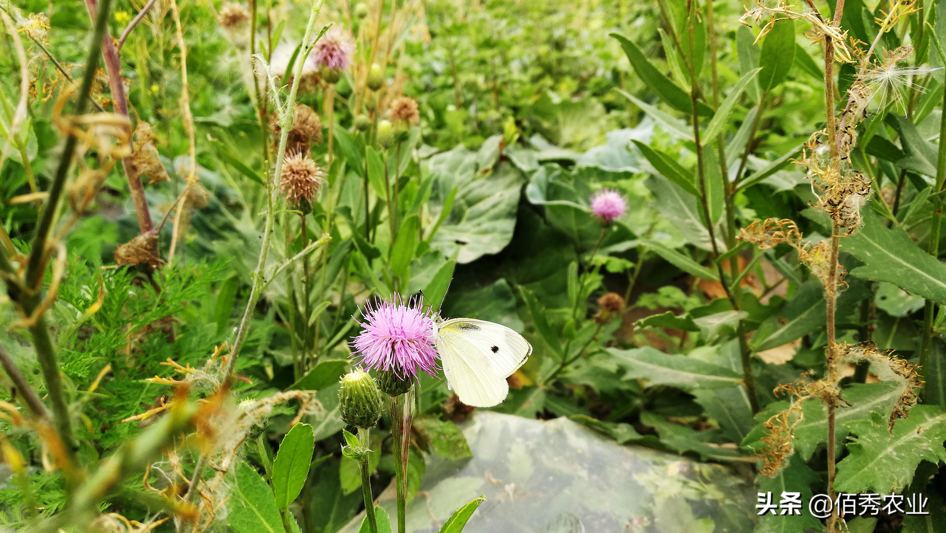 大白菜虫用什么药防治,不用农药蔬菜治虫方法