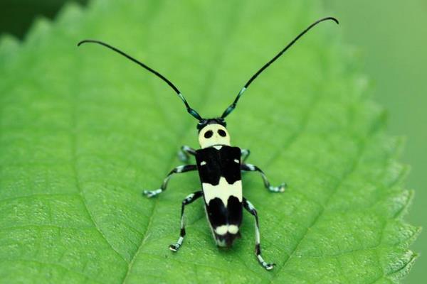 敌百杀虫剂使用方法视频,敌百杀虫剂用什么解毒