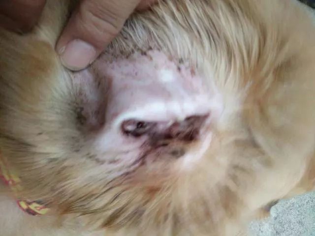 狗狗耳朵痒老是抓和摇头用什么药,狗狗抓耳朵用什么药治疗