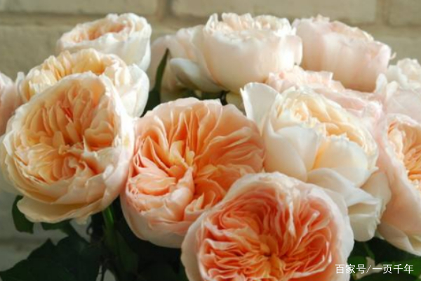 那些花上亿买豪宅的都是什么人,北京值得买的一套房