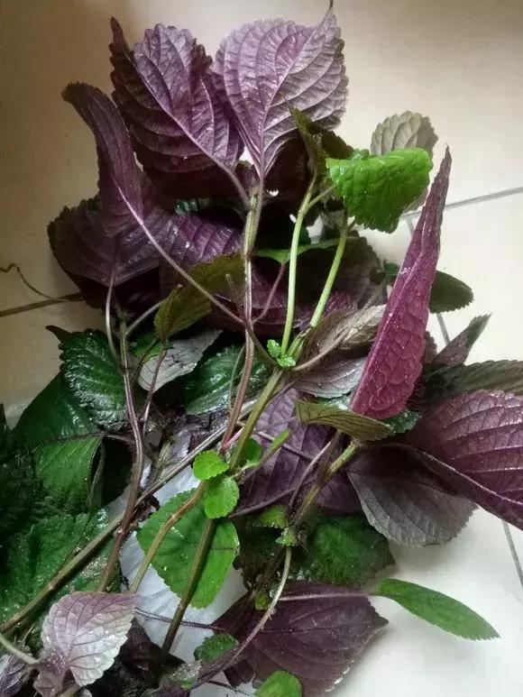 春天养一盆草花,养这4种花放松安神能睡更香