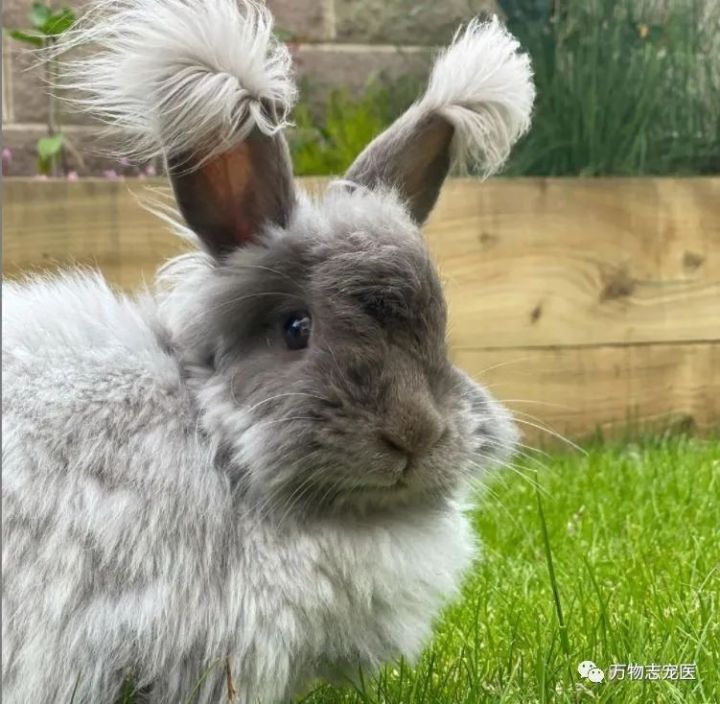 兔子有没有粉色,兔子有只眼睛看不见黑瞳都是白的