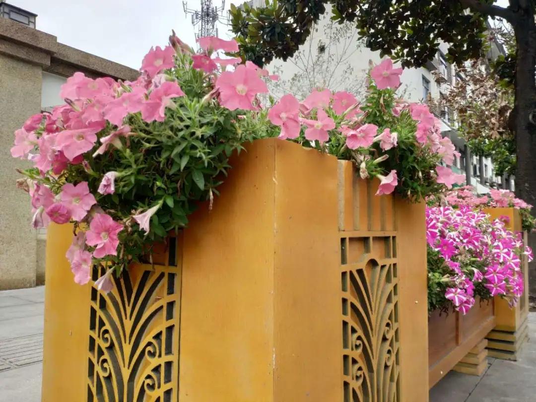 波斯菊孔雀草花海,波斯菊向日葵