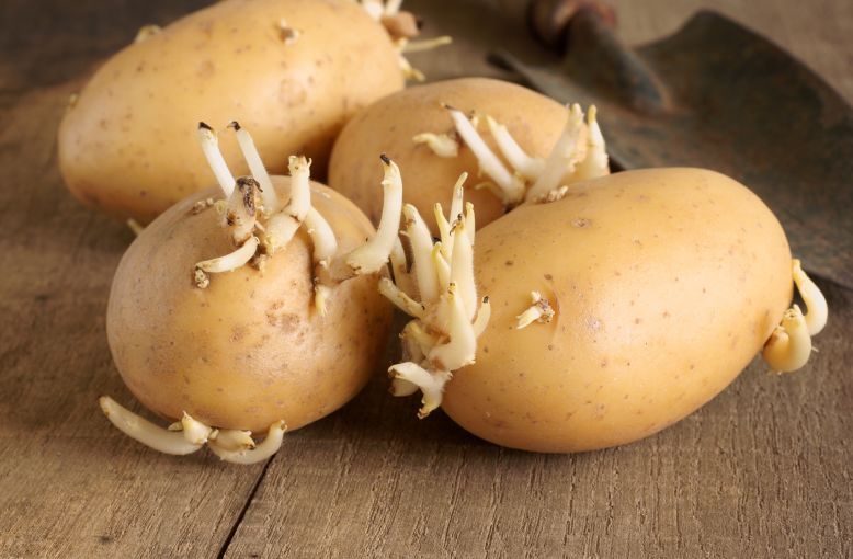 耳屎应该掏不掏,耳屎到底要不要掏为啥