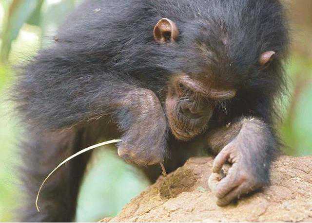 比利时女孩与黑猩猩相爱,比利时女子称与黑猩猩相爱