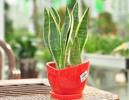 虎皮兰萎蔫怎么办,虎皮兰最怕什么