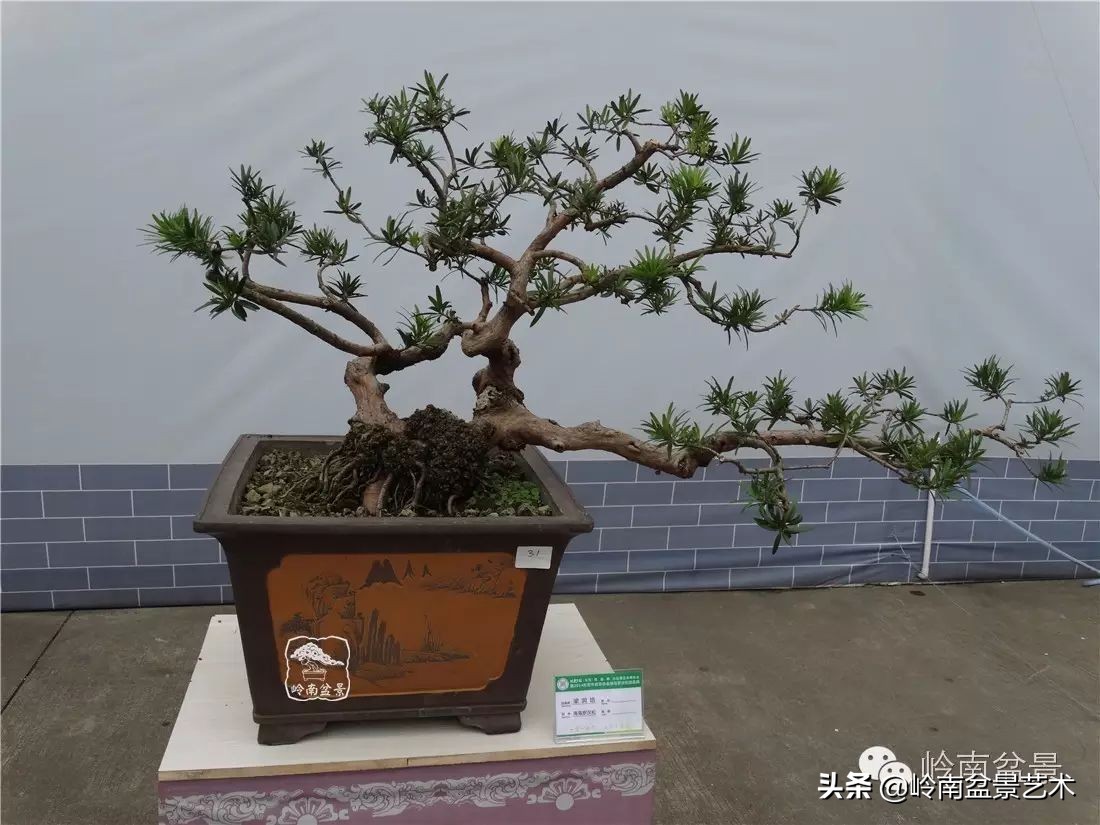 开运招财，非其莫属！清风雅韵，当之无愧！