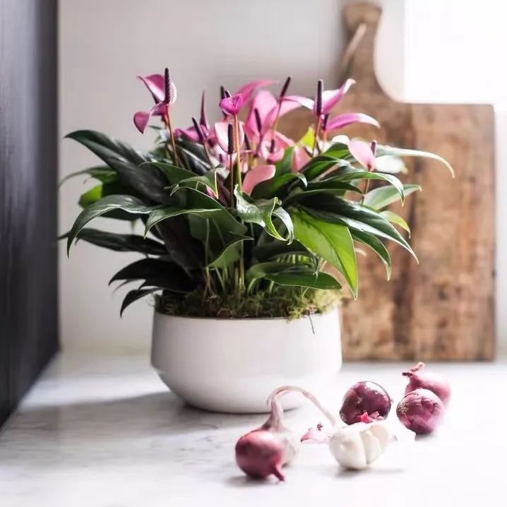 什么花喜庆又好养又好看,家养最旺财的十种花推荐
