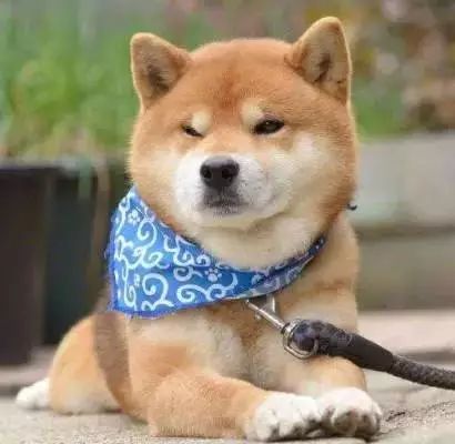 怀孕养狗会导致胎停吗,怀孕养狗会导致流产吗