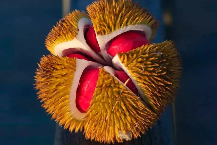 他的工作是厨师的英文,他的工作是什么英文句子