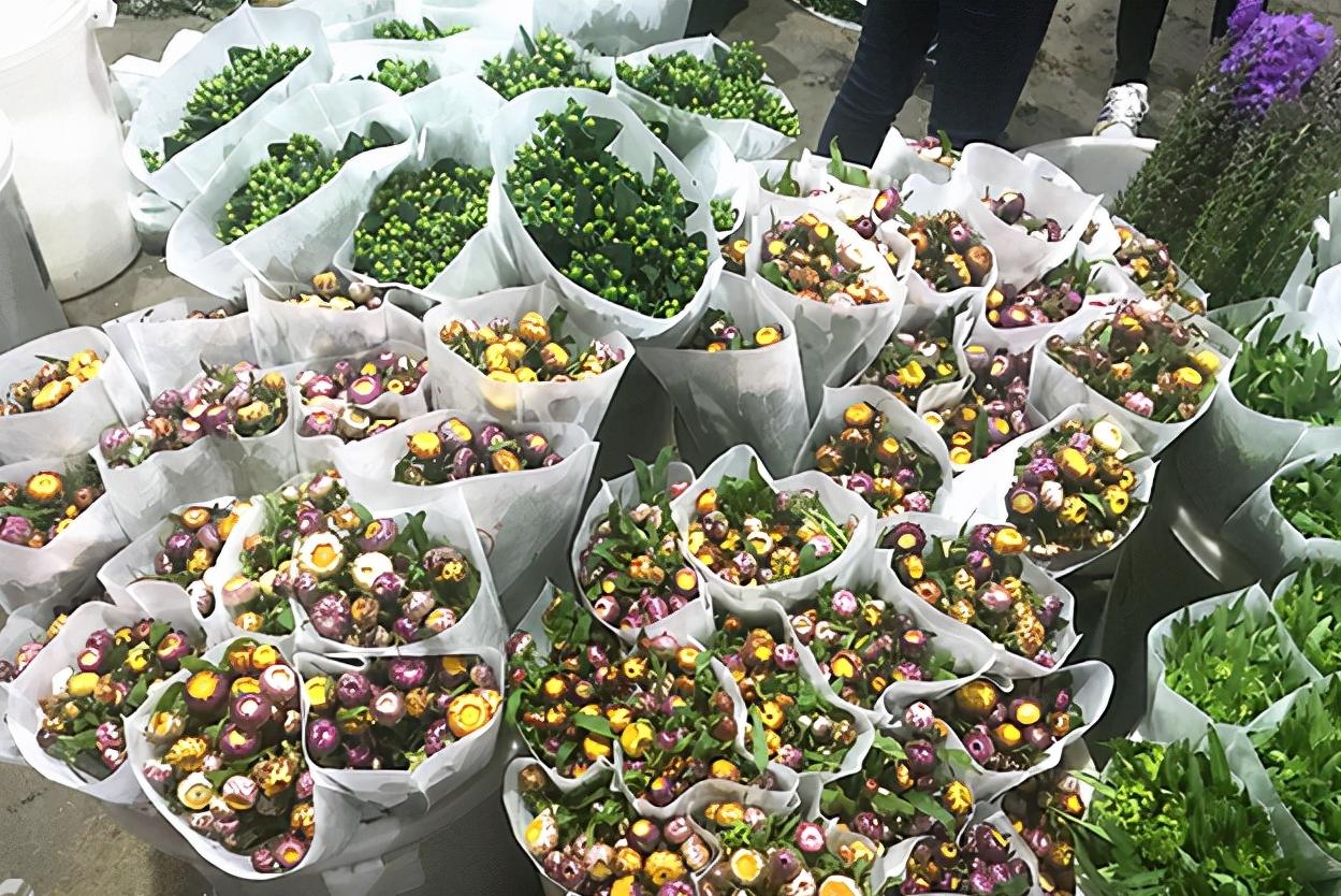 河北一大学生种植花卉，建造“最美后花园”年收入过百万