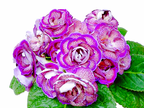 非洲紫罗兰盆栽,紫罗兰花卉盆栽图片