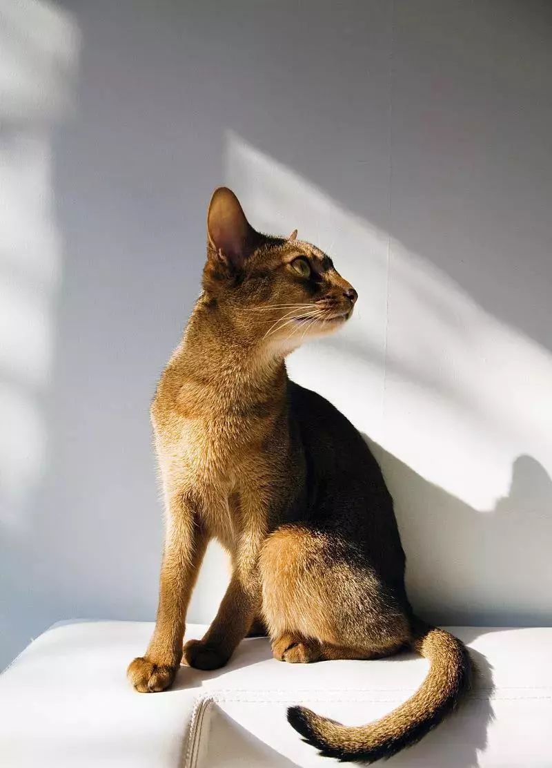 贵族阿比西尼亚猫,神秘的波斯猫