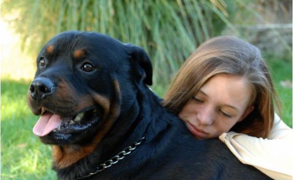 为什么人们无视禁养令，也要养“罗威纳”？也许是因为这6点