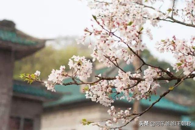 2020年的春天是一个不平凡的春天,2020年的感想和未来的憧憬