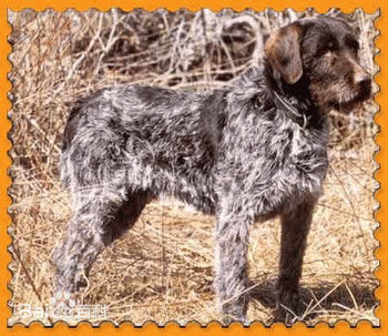 宠物狗大全免费观看,什么狗最好养又听话又聪明大型犬