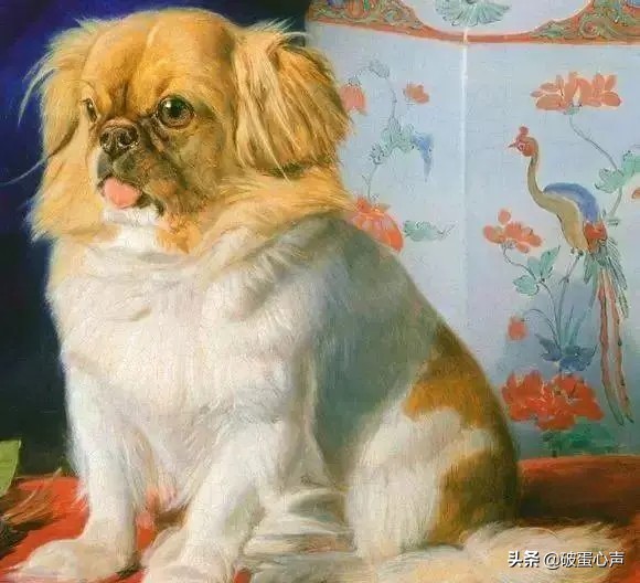 京巴狗生出来的孩子什么模样,京巴犬生宝宝间隔多久生一个