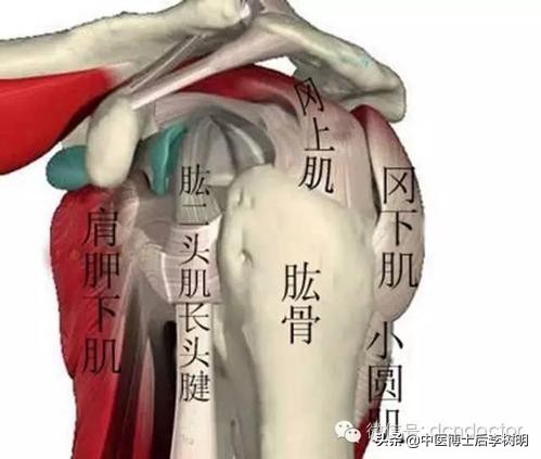肩袖损伤手臂外展抬起肩痛的原因,医学科普右肩疼是怎么回事