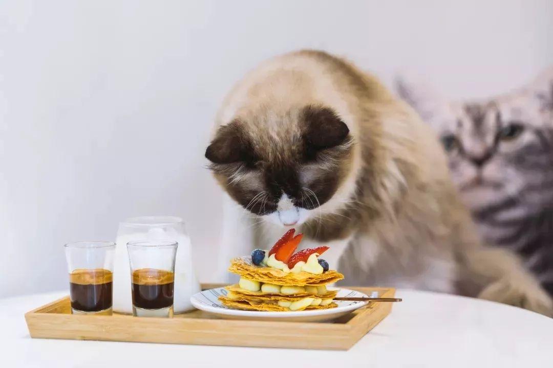适合带猫咪下午茶好去处,佛山南海区猫咪推荐
