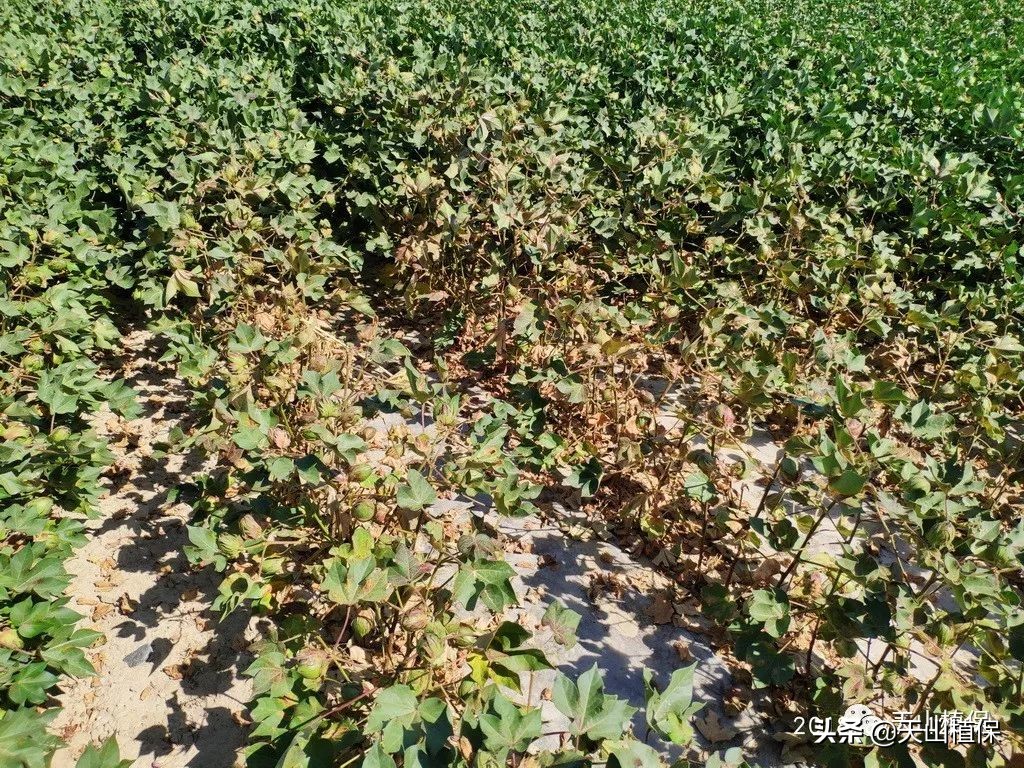 2021农业病虫害,2023年农作物病虫害防治专题会