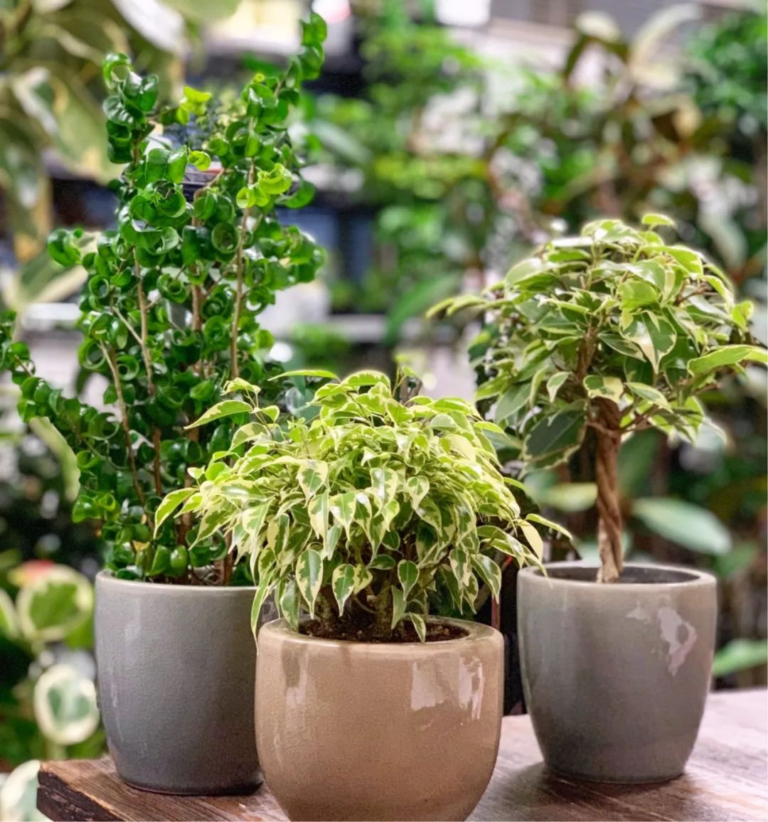 常见的榕属植物,美如画的树