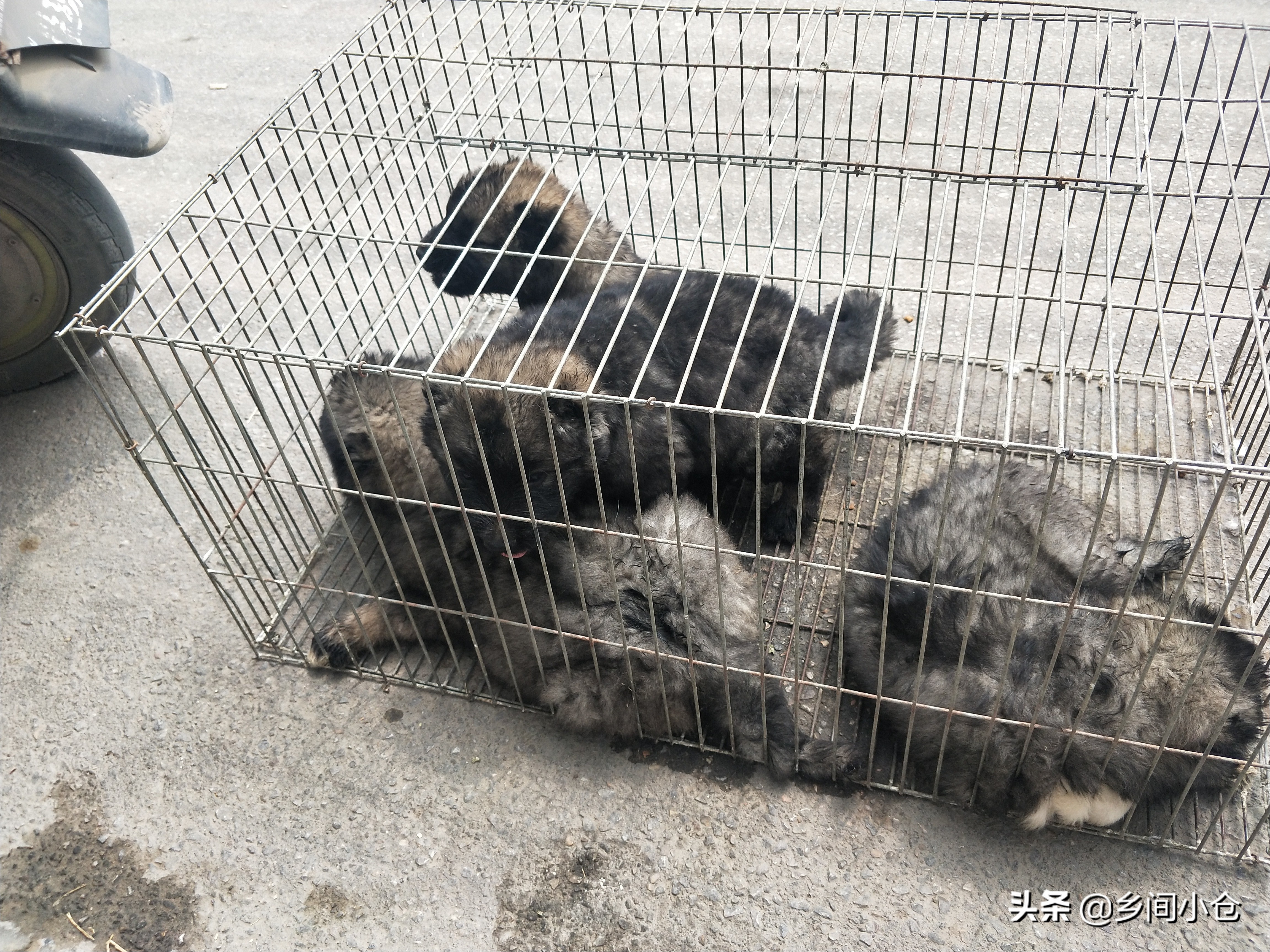 小妹子逛狗市遇到没见过的品种,大型狗市都有什么品种