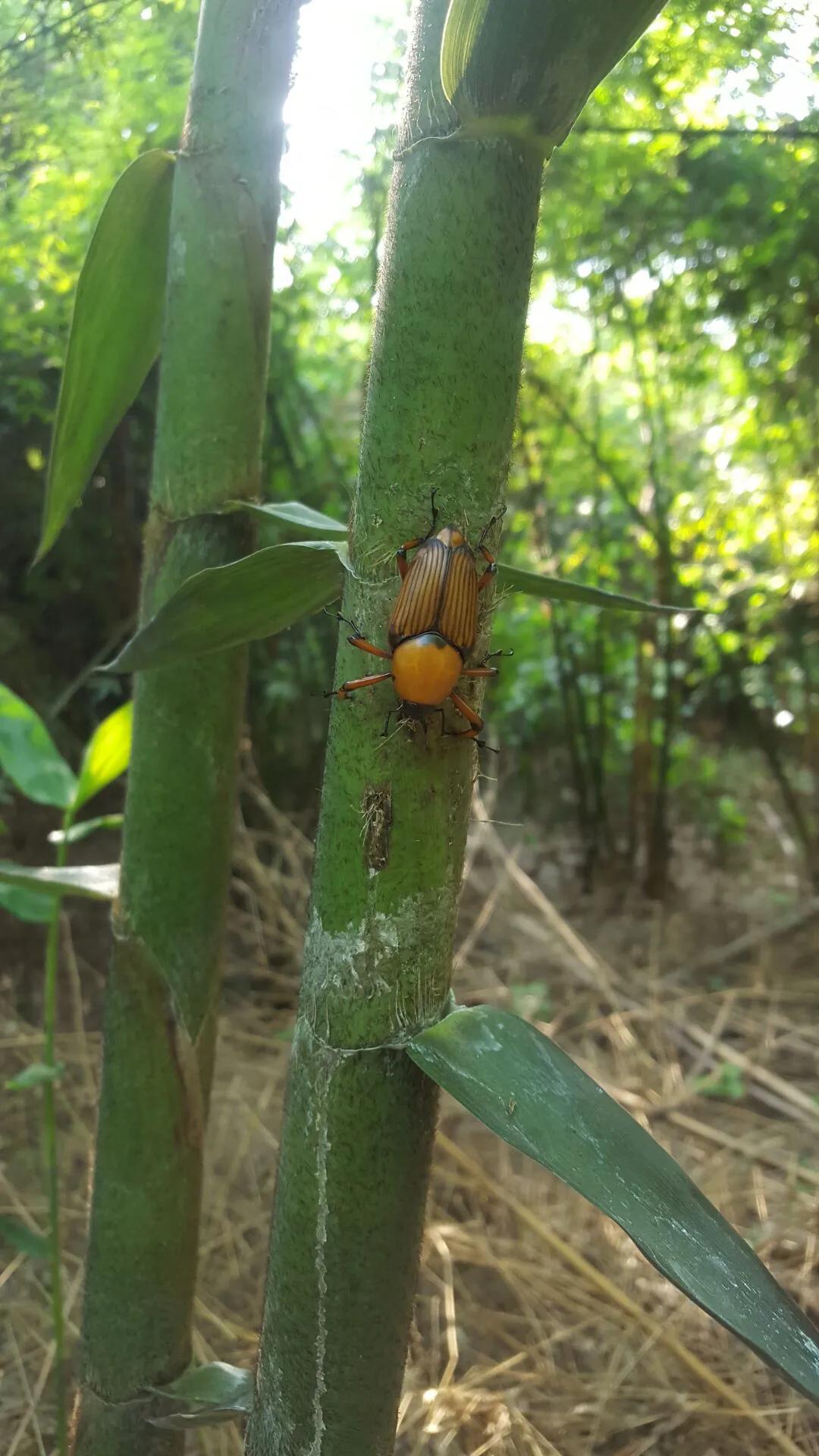鸡枞菌菇,野生鸡枞