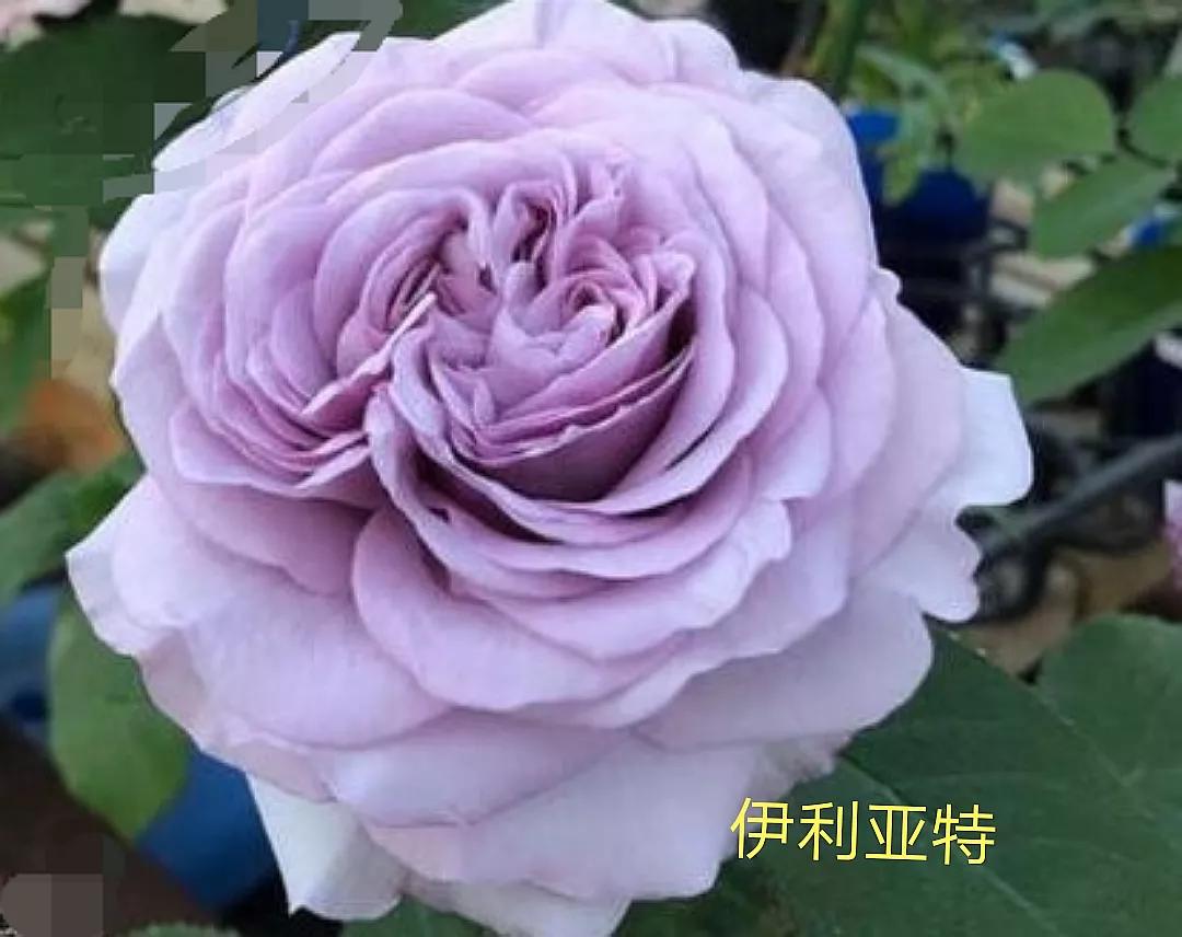 2020年木村卓功月季新品,木村卓功的月季都比较耐阴吗